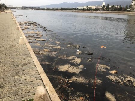 ハネがやっとでました