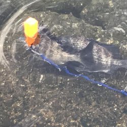 地上は強風、水中は激流