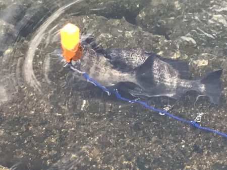 地上は強風、水中は激流