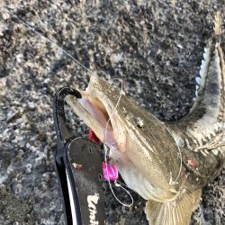 ど迫力のマゴチ