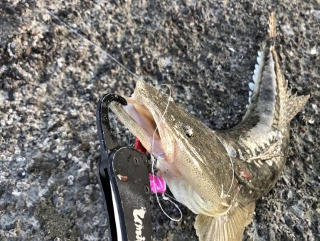 ど迫力のマゴチ