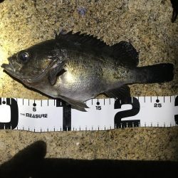 メバル　プラッキング〜