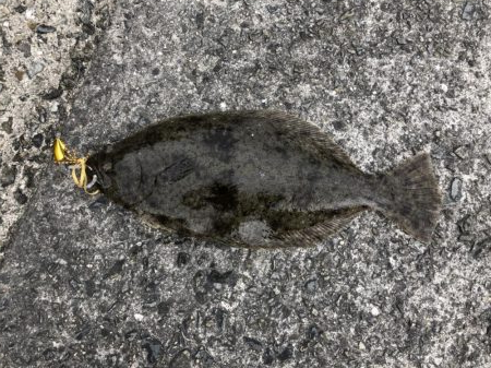 ショアタイラバ