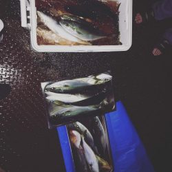 ハマチフィーバー