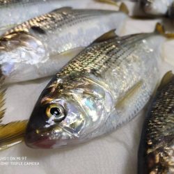 サビキでコノシロ釣り