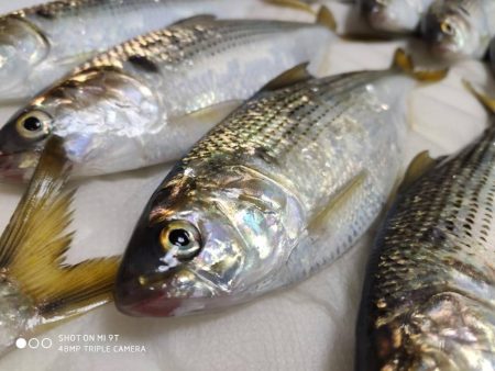 サビキでコノシロ釣り