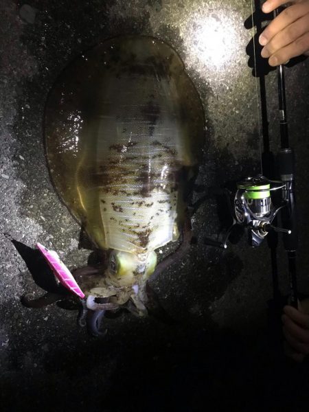 今年初釣りでアオリイカゲット