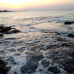 アオリイカ坊主　青物ゲット