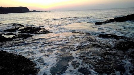 アオリイカ坊主　青物ゲット