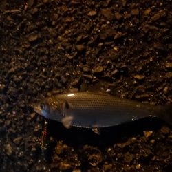 仕事帰りの釣行