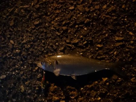 仕事帰りの釣行