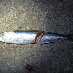 タチウオ＆サビキ