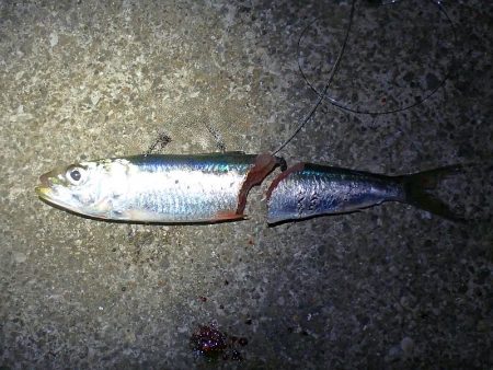 タチウオ＆サビキ