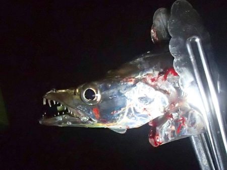 2019年タチウオ最終釣行