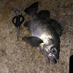 プラッキンアジ メバル