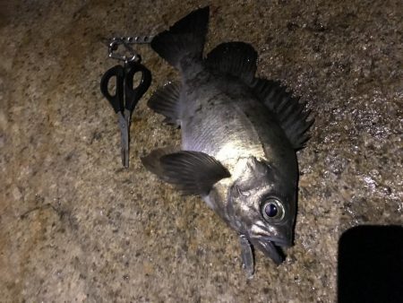 プラッキンアジ メバル