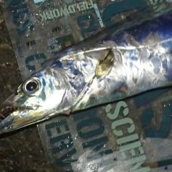 2020年 タチウオ 初釣り