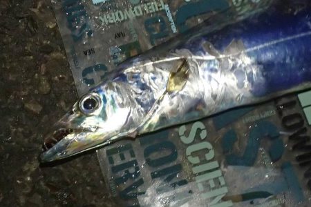 2020年 タチウオ 初釣り