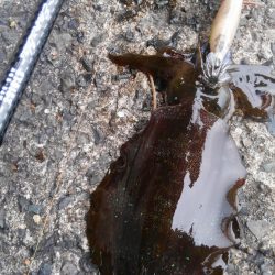 令和2年初調査～⤴