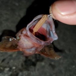 有田地方の漁港巡り