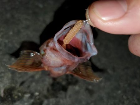 有田地方の漁港巡り