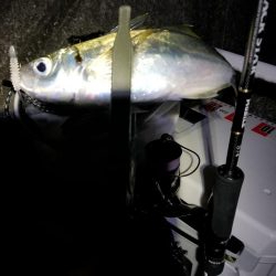 ライトゲームでアジカサゴ