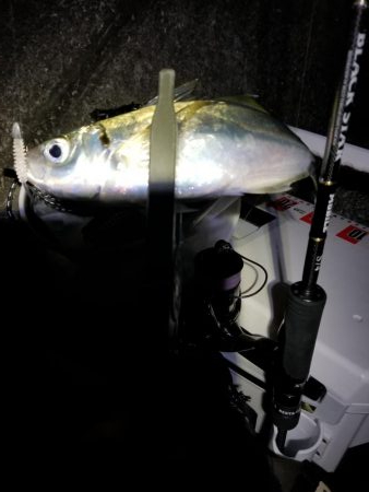 ライトゲームでアジカサゴ