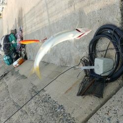 カマスの引っ掛け