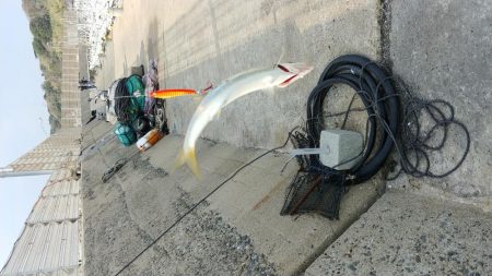 カマスの引っ掛け