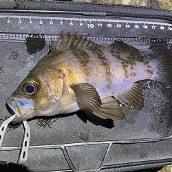 二見メバリング(2020-1)