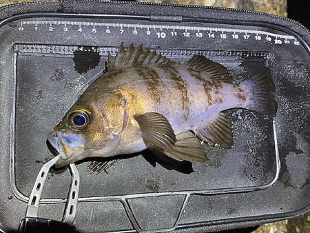 二見メバリング(2020-1)