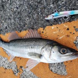 青物はいない！？