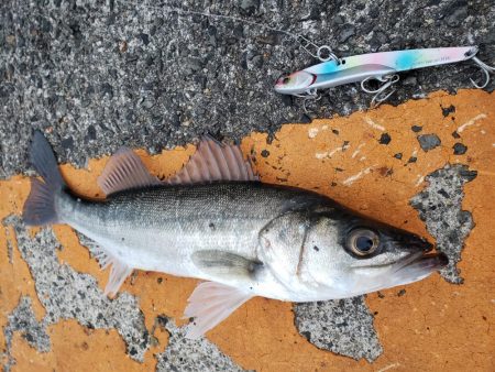 青物はいない！？