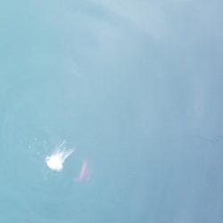 新ロッドでアジング