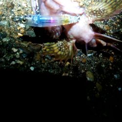 爆風でも、裏切らない