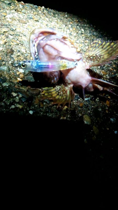 爆風でも、裏切らない