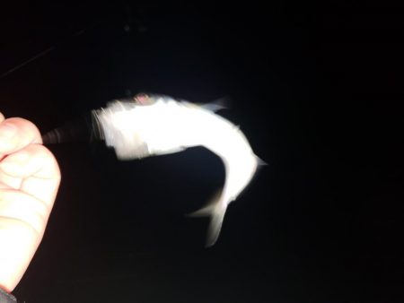 え？こんな所に？