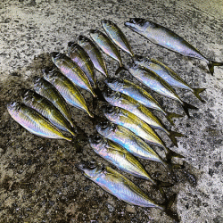 瀬戸内の島アジング(2020-1)