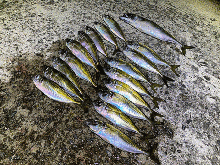 瀬戸内の島アジング(2020-1)