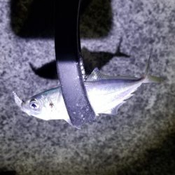 初場所でアジング