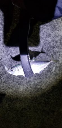 初場所でアジング