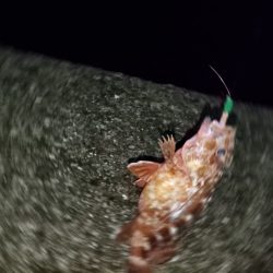 やっぱりコイツ