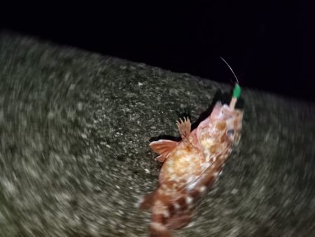 やっぱりコイツ