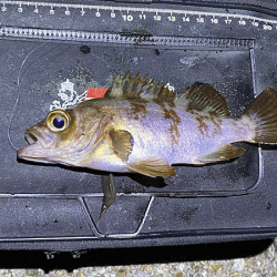 二見メバリング(2020-2)