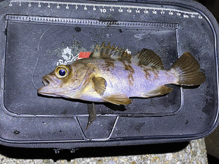 二見メバリング(2020-2)