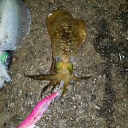 今年初アオリ♪