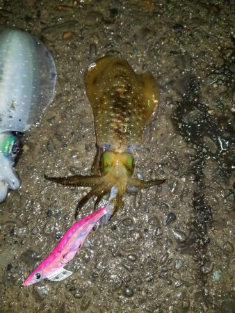 今年初アオリ♪