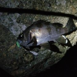 チビッ子ガシリング