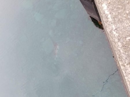 モンゴウイカ♪