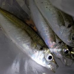 アジング　渋い